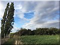 Poplar beside Darcey Lode in PE15 0JX