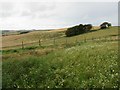 Line of beeches by felled plantation above Houndwood in the Scottish Borders in TD14 5TP