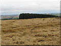 Forestry strip above Houndwood in the Scottish Borders in TD14 5TP