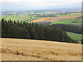Forest strip above Houndwood in the Scottish Borders in TD14 5TP