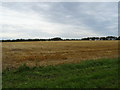 Stubble field off Hartest Lane in IP29 4PS
