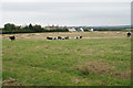 Cattle above Broughton Moor in Broughton Moor