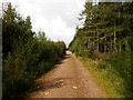 Forest track in Culloden Forest in IV2 5ES