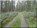 Entry track into Culloden Forest in IV2 5EG