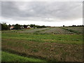 Cabbage field on the edge of Sutterton in Five Village Ward