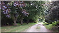 Track past Manor Farm, Clapton in TA18 8QN