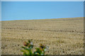 Bicknoller : Crop Field in TA4 4EY