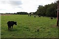 Cattle grazing, Ellingham in NE67 5EQ