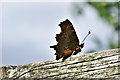 Northwold: Comma butterfly in IP26 4RE