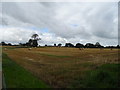 Stubble field near Shallowford House Farm in ST15 0PB