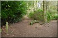 Woodland paths, Hill of Tarvit in KY15 5PB