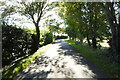 Tree-lined road at Gedney Dawsmere in Gedney Ward