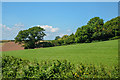 Berry Pomeroy : Grassy Field in TQ9 6PN