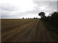 Bridleway to Greetham in Pickworth