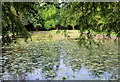 The Lily Pond in Witton Country Park in BB2 1UU