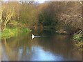 The River Kennet, Reading in RG2 0JJ