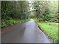 Tree-lined minor road near to Glaic na Craobh Mor in IV52 8TZ