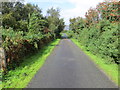 Hedge-lined minor road near Rowan Barn, Plockton in IV52 8TT