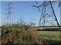 Autumn berries along North Carr Road (and pylons) in West Stockwith