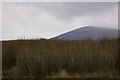 Rushes beside the Snowdon Mountain Railway in LL55 4UD