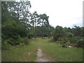 Path towards Holmsley Inclosure in BH24 4HY
