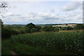 Maize, Chafford Park Farm, near Fordcombe in TN3 9SY
