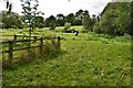 Headbourne Worthy, Pudding House Farm: Cows grazing in a field in SO23 7HB