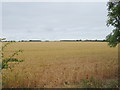 Cereal crop off Highworth Road (B4000) in SN6 8BP