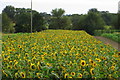 Market Garden sunflowers in MK44 1NN