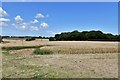 Hastingleigh: Beck's Wood and the agricultural land surrounding it in TN25 5HW