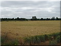 Cereal crop near Minmere Farm in Charney Bassett