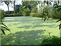 Stagnant pond in Ossington in NG23 6LL