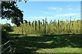 Hop field by Hopehouse Lane in TN18 5PD
