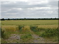 Cereal crop off the A338 in OX13 5PD