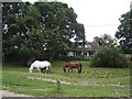 Horses on Burley Road in SO42 7UQ