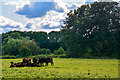Ruishton : Grassy Field & Cattle in TA3 5LS