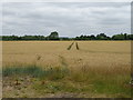 Cereal crop near Chadwicks Farm in Garford