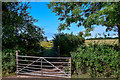 Ruishton : Grassy Field & Gate in TA3 5DD