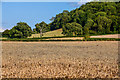 Ruishton : Crop Field in TA3 5DG
