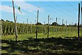 Half picked hop field, Hopehouse Lane in TN18 5PD