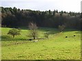 Pasture and woodland, Ipsden Heath in OX10 6RD