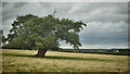 Leaning oak in a sloping field in YO60 7LH