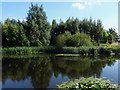 Pond with water lilies in Anslow Park Woodland in DE13 9ST