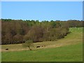 Pasture and woodland, Handsmooth in OX10 6QX