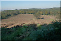 Cleared forest near Castle Ring in WS15 4RA