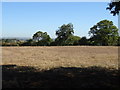 Parched field, Shotover Plain in Forest Hill with Shotover