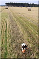 A wee dog in a big field in Morayshire in IV31 6RX