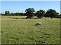 Sheep in Corsham Park in SN13 9QG