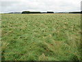 Moorland pasture eastwards near Westruther in the Scottish Borders in TD3 6NL