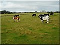 A small herd of cattle in KY9 1JA